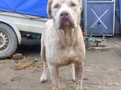 American Bully XL 9 luni