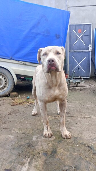 American Bully XL 9 luni